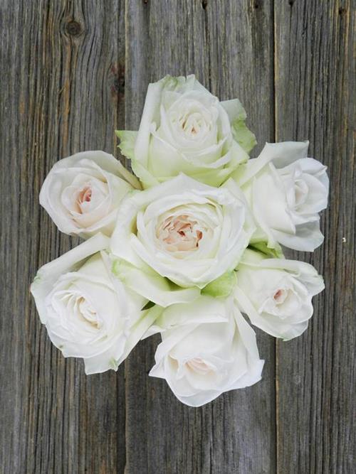 WHITE OHARA   GARDEN ROSES